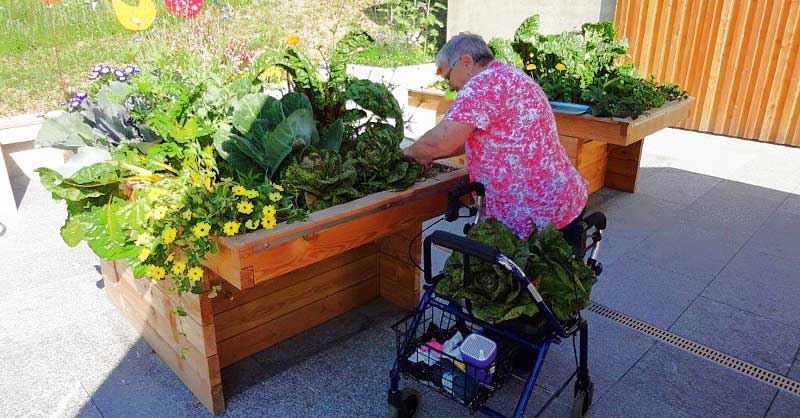 für Garten oder Balkon mit Petersilie, Suppenkraut Rollstuhlfahrer am unterfahrbaren Pflanztisch