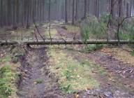 umgestürzter Baum als unvorhersehbare Barriere